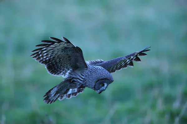 Great Grey Owl Strix Nebulosa Sweden — Stock Photo, Image