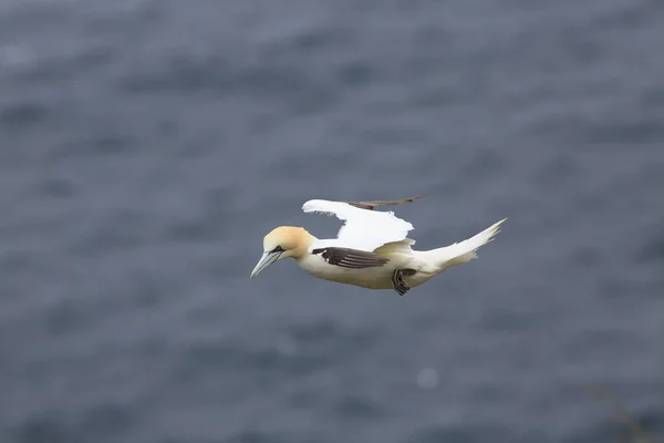 Norra Gannet Morus Bassanus Runde Norge — Stockfoto