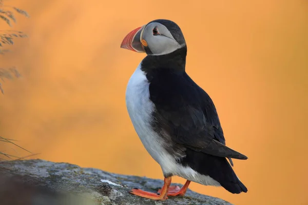 Puffin Obecný Nebo Puffin Obecný Fratercula Arctica Norsko — Stock fotografie