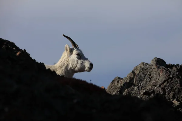 Dalls Sheep Ewe Ovis Dalli Denali National Park Alaska — 스톡 사진