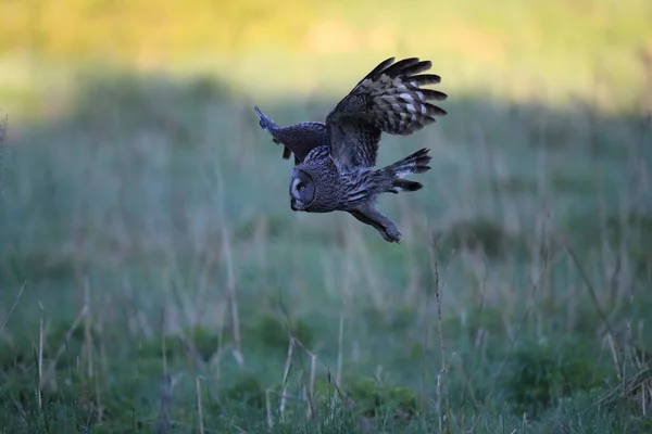 Great Grey Owl Strix Nebulosa Sweden — Stock Photo, Image