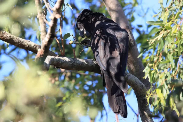 Red Tailed Black Cockatoo Calyptorhynchus Banksii Natural Habitat Queensland Australia — Stock Photo, Image