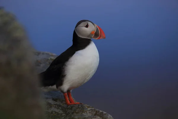 Papageitaucher Oder Papageitaucher Fratercula Arctica Norwegen — Stockfoto