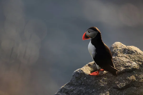 Puffin Atlântico Puffin Comum Fratercula Arctica Noruega — Fotografia de Stock