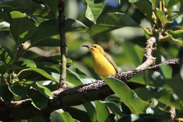 Passereau Dos Olive Cinnyris Jugularis Daintree Rainforest Queensland Australie — Photo