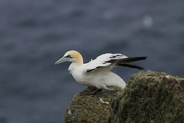 Gannet Septentrional Morus Bassanus Runde Noruega — Foto de Stock