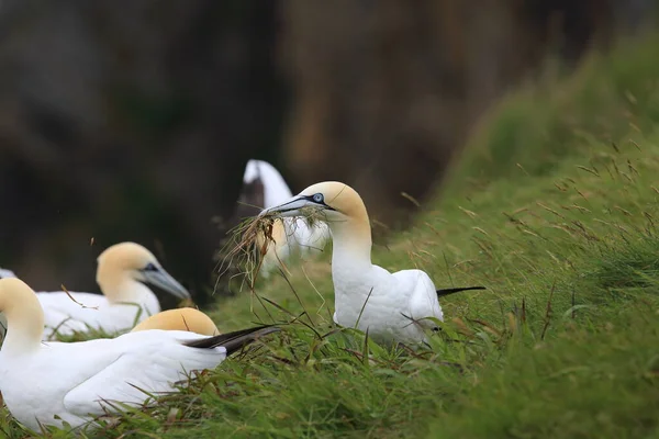 Gannet Septentrional Morus Bassanus Runde Noruega — Foto de Stock