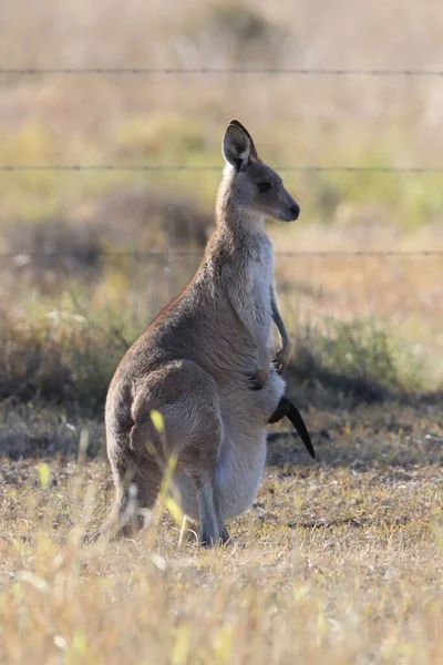 Östliches Graues Känguru Macropus Giganteus Morgen Bei Der Nahrungsaufnahme Natürlichen — Stockfoto