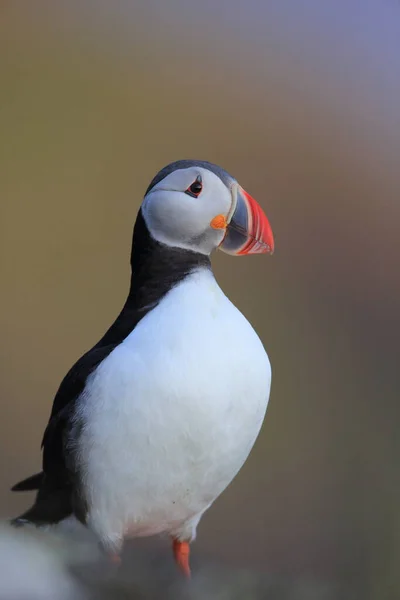 애틀랜틱 Fratercula Arctica 노르웨이 — 스톡 사진