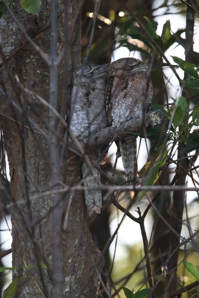 Tawny Frogmouth Podargus Strigoides Las Deszczowy Daintree Queensland Australia — Zdjęcie stockowe