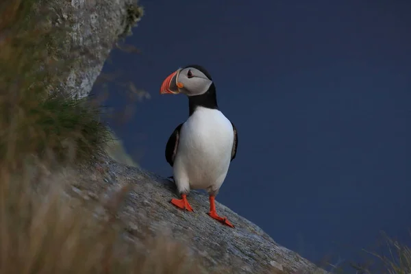 Macareux Moine Macareux Moine Fratercula Arctica Norvège — Photo