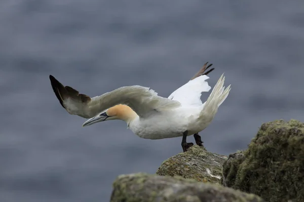 Nördliche Gannet Morus Bassanus Insel Runde Norwegen — Stockfoto