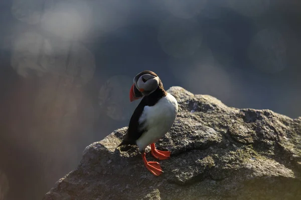 Puffin Atlantic Sau Puffin Comun Fratercula Arctica Norvegia — Fotografie, imagine de stoc