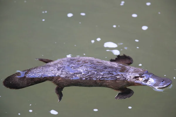 Ornithorynque Flottant Dans Ruisseau Parc National Eungella Queensland Australie — Photo