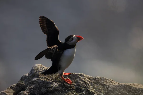 Puffin Atlantic Sau Puffin Comun Fratercula Arctica Norvegia — Fotografie, imagine de stoc