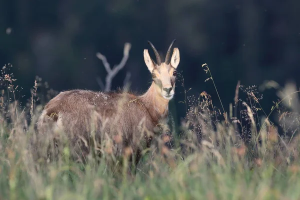 Chamois Rupicapra Rupicapra Nell Habitat Naturale Vosges Mountains Francia — Foto Stock