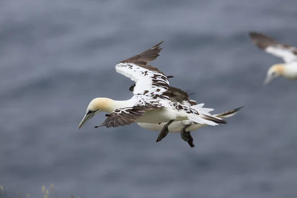 Gannet Septentrional Morus Bassanus Runde Noruega — Foto de Stock