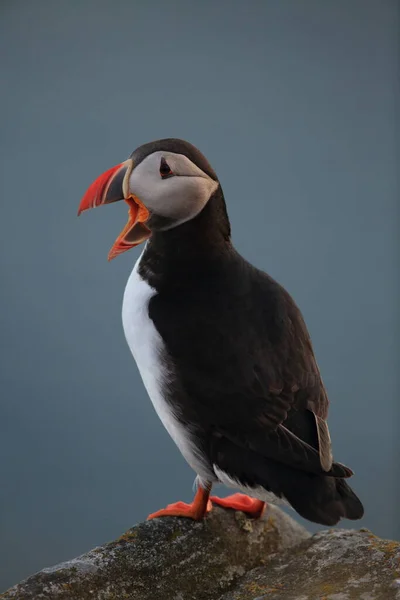 Puffin Atlântico Puffin Comum Fratercula Arctica Noruega — Fotografia de Stock