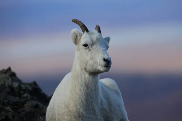 Dalls Sheep Ewe Ovis Dalli Denali National Park Alaska — 스톡 사진