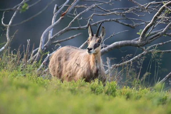 Chamois Rupicapra Rupicapra Hábitat Natural Montañas Vosgos Francia —  Fotos de Stock