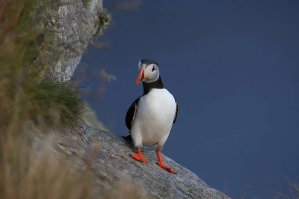 Puffin Atlántico Puffin Común Fratercula Arctica Noruega — Foto de Stock