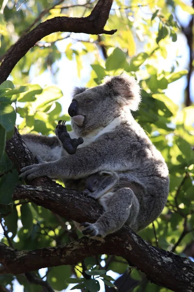 Baba Koala Anya Egy Rágógumifán Mágneses Szigeten Queensland Ausztrália — Stock Fotó