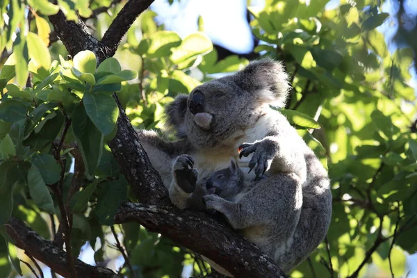 Baba Koala Anya Egy Rágógumifán Mágneses Szigeten Queensland Ausztrália — Stock Fotó