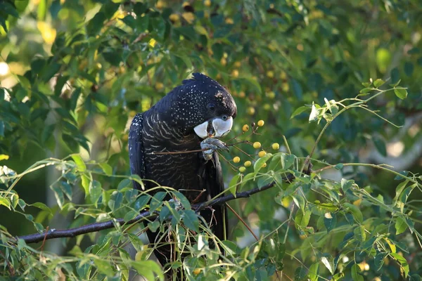 Red Tailed Black Cockatoo Calyptorhynchus Banksii Natural Habitat Queensland Australia — Stock Photo, Image