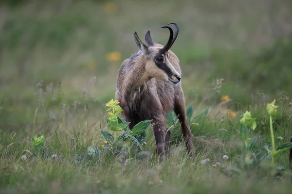 Chamois Rupicapra Rupicapra Hábitat Natural Montañas Vosgos Francia —  Fotos de Stock