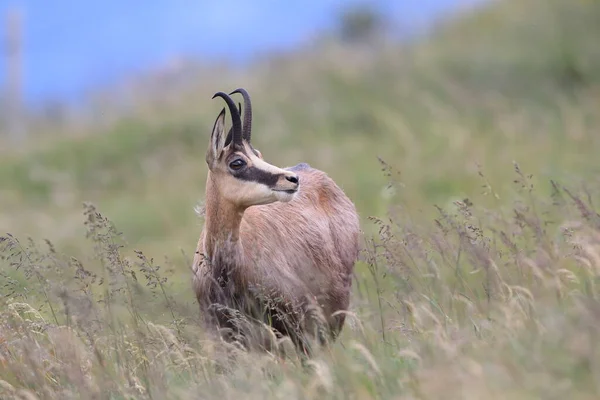 Chamois Rupicapra Rupicapra Hábitat Natural Montañas Vosgos Francia —  Fotos de Stock