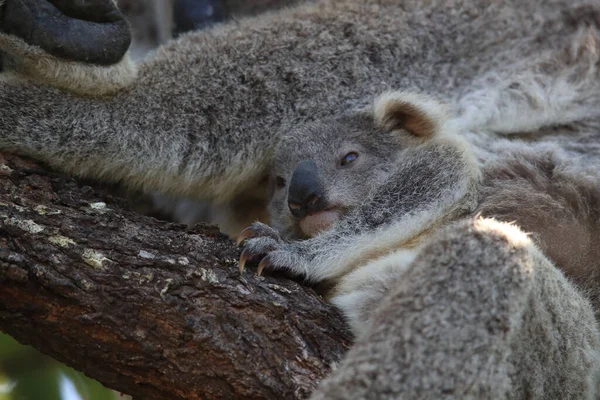 Koala Selvagem Seu Bebê Sentado Uma Árvore Magnetic Island Queensland — Fotografia de Stock