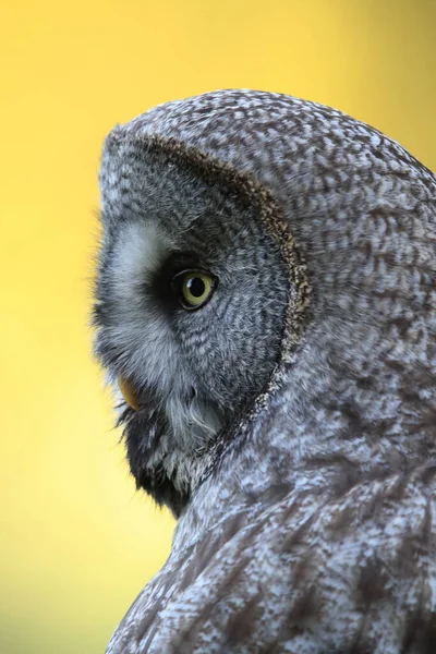 Gran Búho Gris Strix Nebulosa Suecia — Foto de Stock