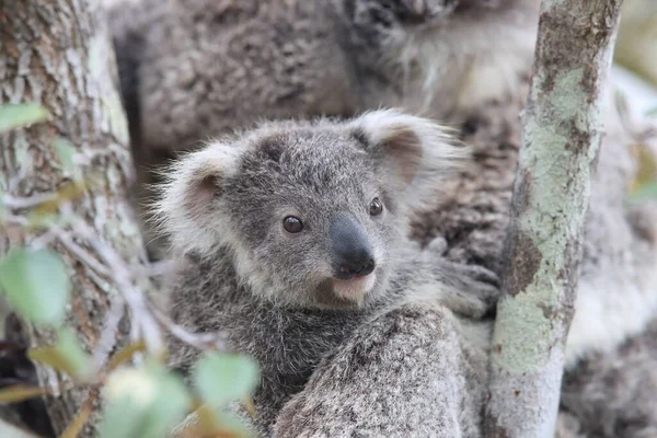 Egy Vad Koala Bébiszittere Egy Fán Mágneses Szigeten Queensland Ausztrália — Stock Fotó