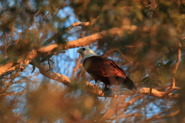 Brahminy Kite Haliastur Indus Natürlichen Lebensraum Queensland Australien — Stockfoto