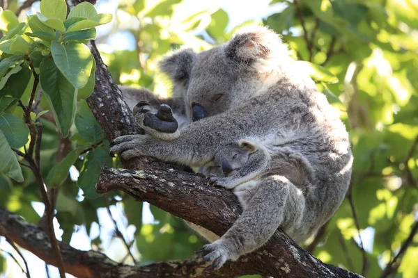 Bebê Coala Mãe Sentados Uma Árvore Gengiva Magnetic Island Queensland — Fotografia de Stock