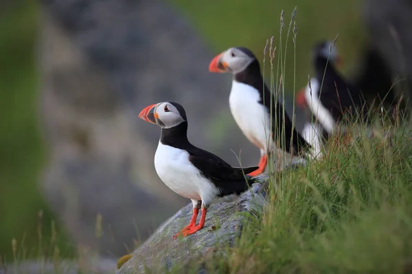 Puffin Obecný Nebo Puffin Obecný Fratercula Arctica Norsko — Stock fotografie