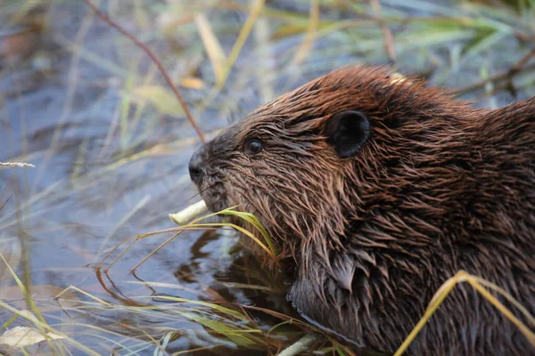 Beaver Norte Americano Castor Canadensis Comendo Alaska Eua — Fotografia de Stock