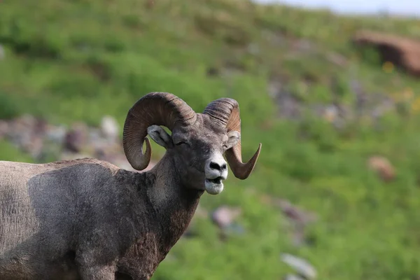 Bighorn Sheep Natuurlijke Habitat Glacier National Park Montana Usa — Stockfoto