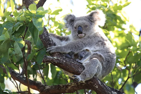 Bebê Coala Mãe Sentados Uma Árvore Gengiva Magnetic Island Queensland — Fotografia de Stock