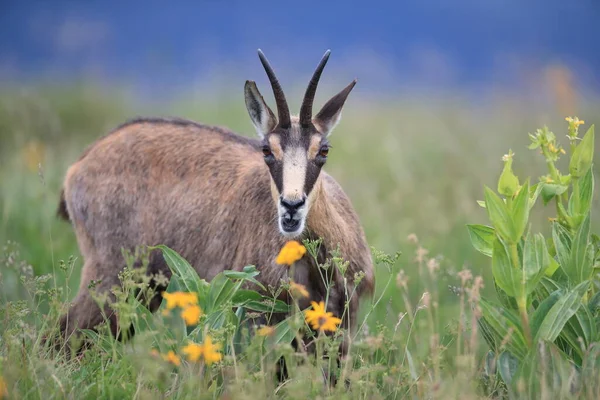 Chamois Rupicapra Rupicapra Habitat Natural Vosges Mountains França — Fotografia de Stock