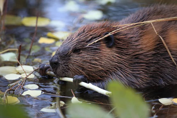 Κάστορας Της Βόρειας Αμερικής Castor Canadensis Φαγητό Αλάσκα Ηπα — Φωτογραφία Αρχείου