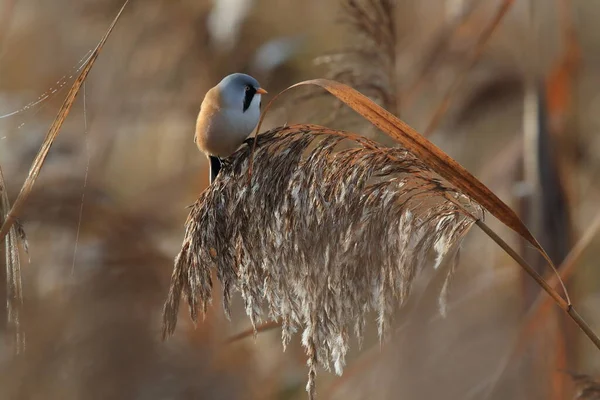 Bearded Reedling Bearded Tit Panurus Biarmicus Baden Wuerttemberg Germany — Stock Fotó