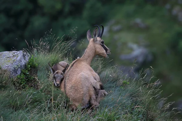 Gemsen Rupicapra Rupicapra Natürlichen Lebensraum Vogesen Frankreich — Stockfoto