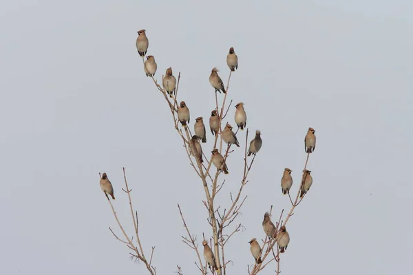 波希米亚蜡翼 Bombycilla Garrulus — 图库照片