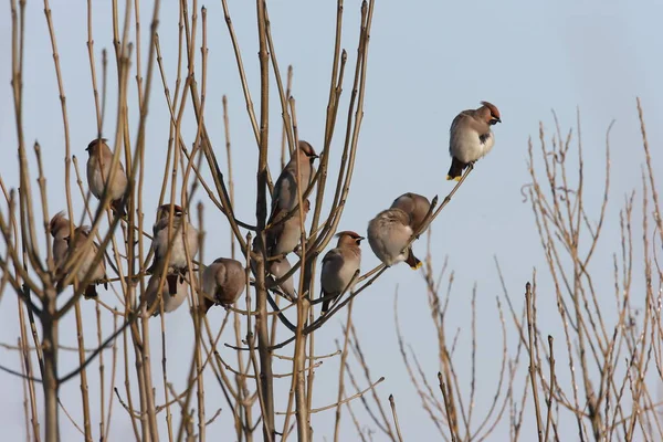 Boheemse Waxen Bombycilla Garrulus Duitsland — Stockfoto