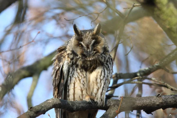 Hibou Des Marais Asio Otus Assis Sur Arbre Allemagne — Photo