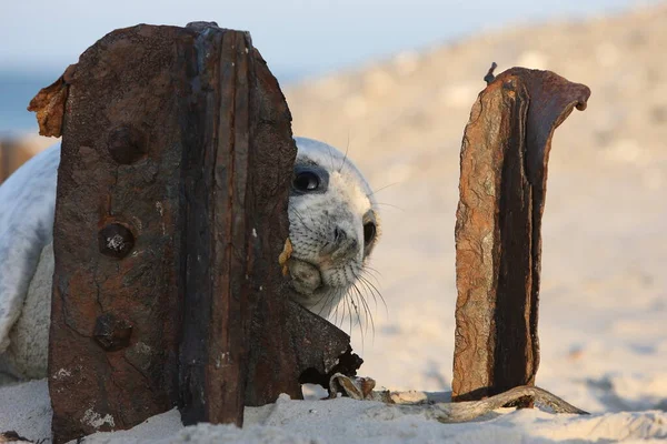 灰色のシール Halichoerus Grypus Pup Helgoland Germany — ストック写真