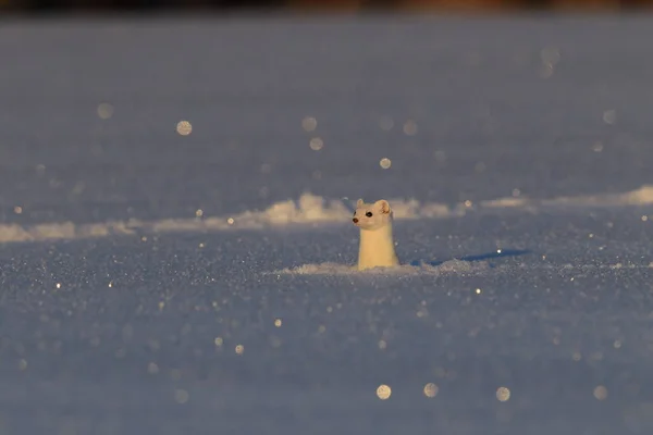 Stoat Mustela Erminea Doninha Cauda Curta Inverno — Fotografia de Stock