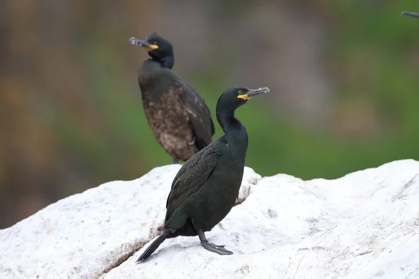 European Shag Common Shag Phalacrocorax Aristotelis Island Runde Norway — Stock Photo, Image