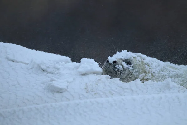 Foca Gris Halichoerus Grypus Cachorro Invierno Tormenta Nieve Helgoland —  Fotos de Stock